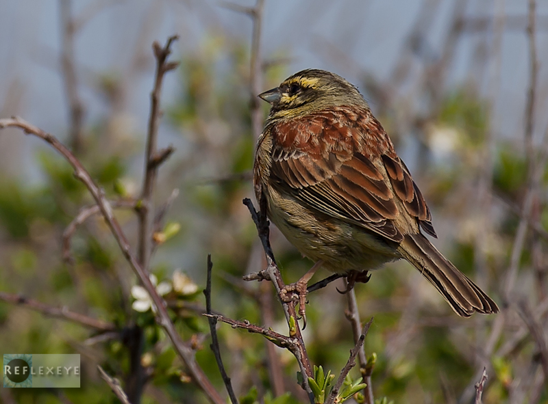 Cirl Bunting 2